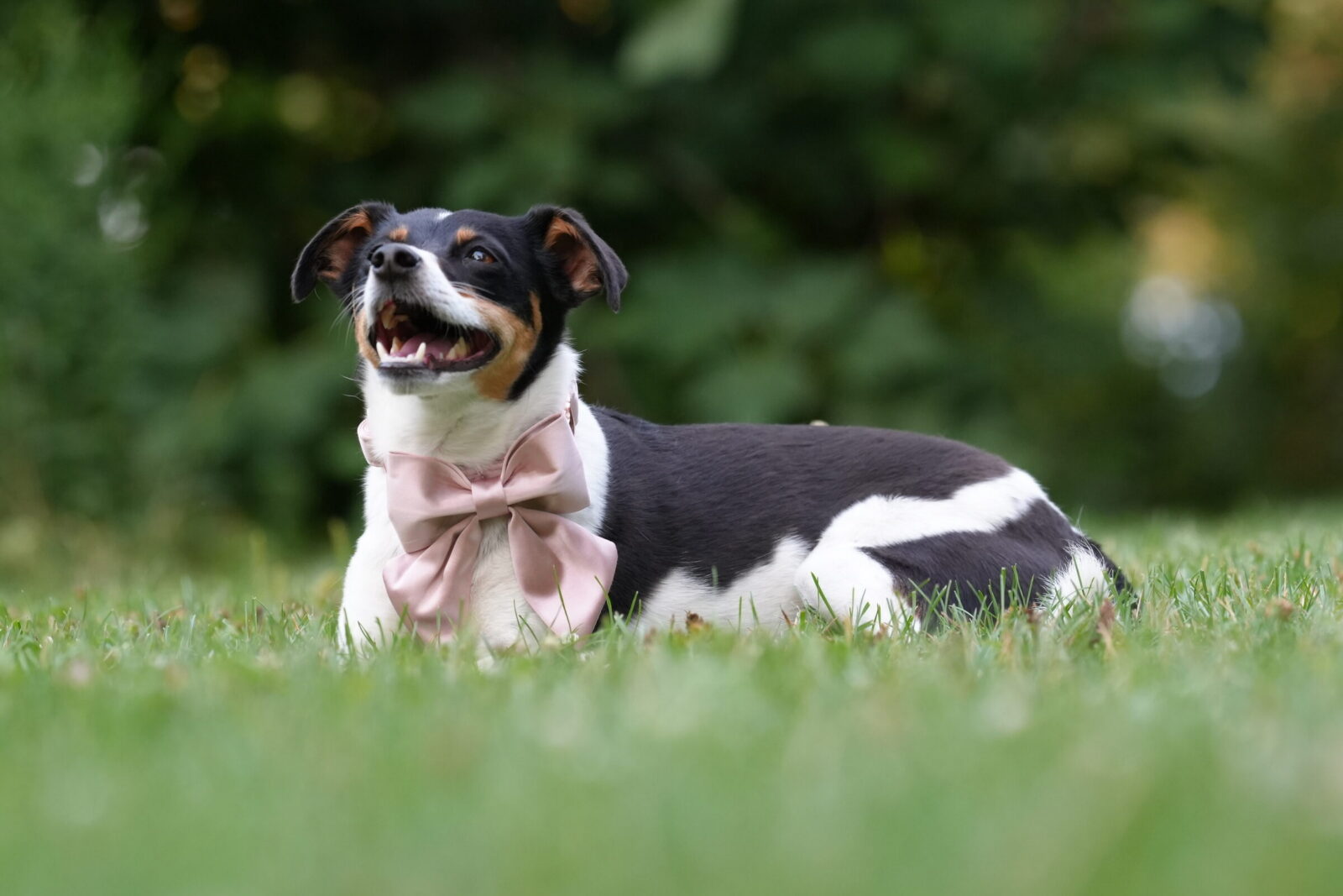 Kleiner Hund mit rosa Masche liegt im Gras